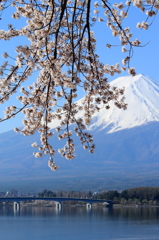 富士山と桜