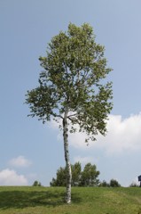 白樺の木