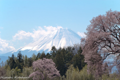 わに塚の桜と富士