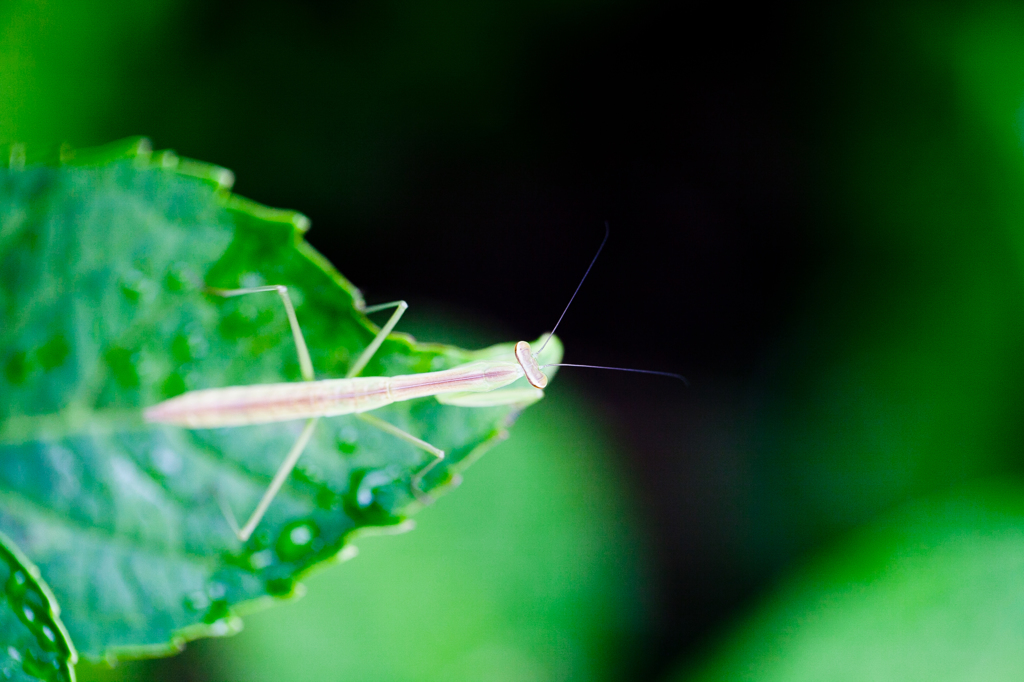 カマキリ