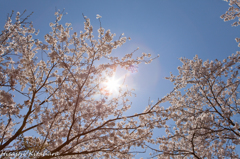 桜と光芒