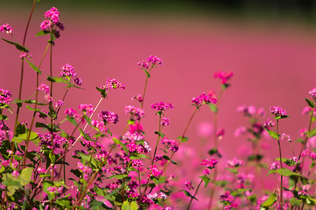 赤そばの花