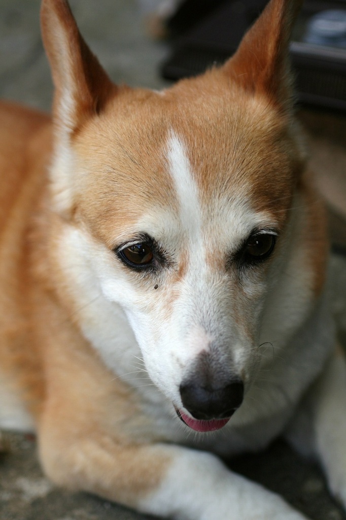ワンちゃん