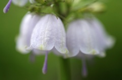 スズランに似てる！？花