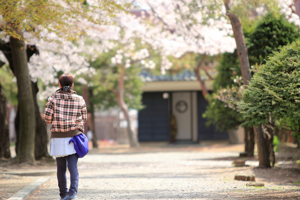 カメラ女子・・・撮りたい桜を探す