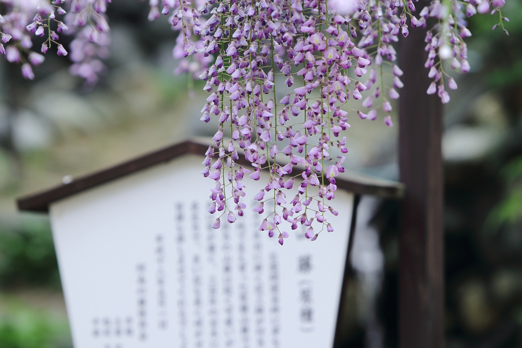阿島の大藤