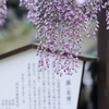 阿島の大藤