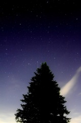 木と星空