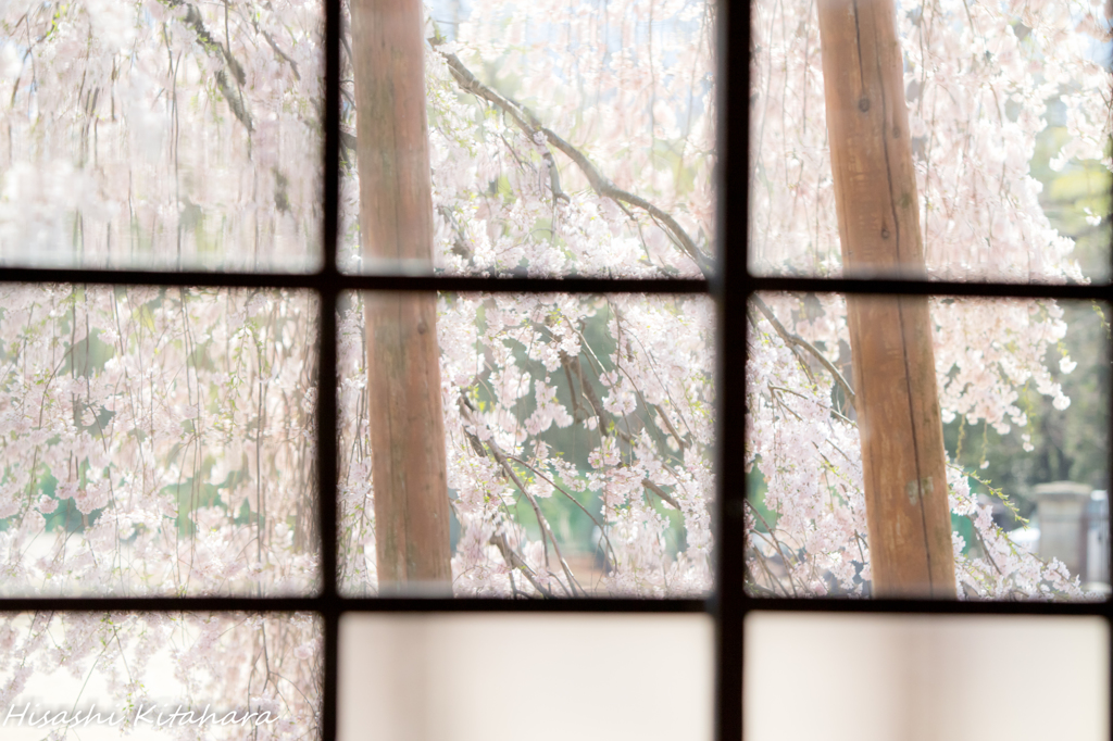 ガラス越しの桜