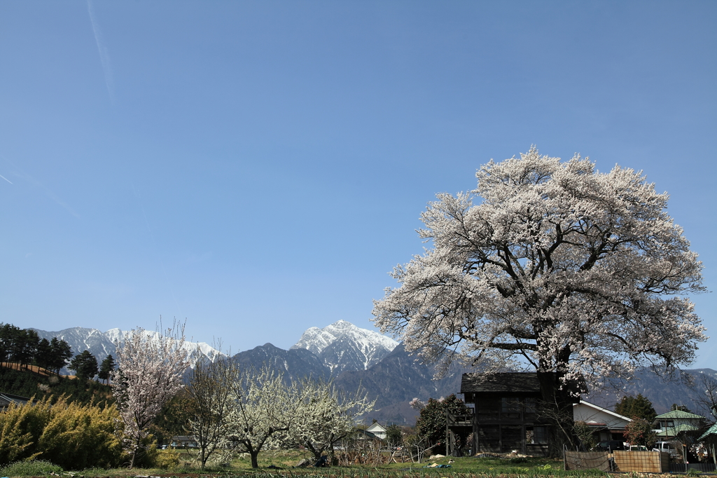 甲斐駒ケ岳と桜木