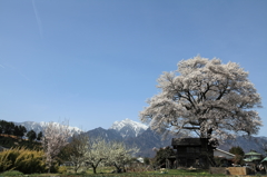 甲斐駒ケ岳と桜木