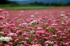 そばの花も混じっている！