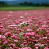 そばの花も混じっている！