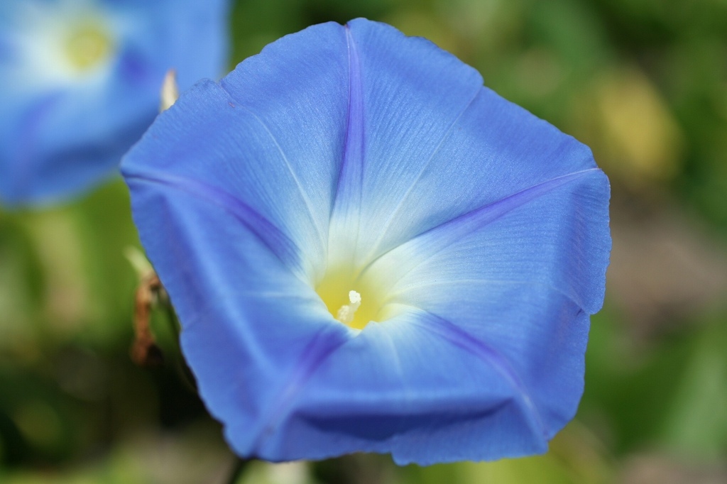 青いアサガオ（ヘブンリーブルー）