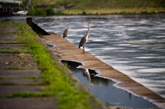 夕景を見つめる鳥