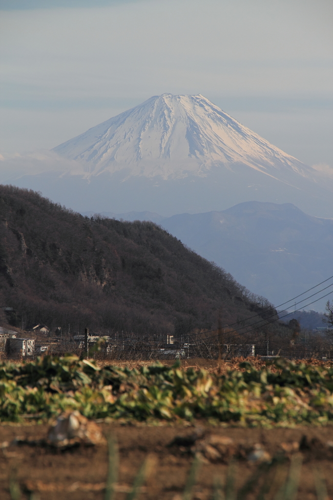 畑と富士山