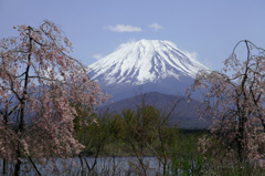 しだれ桜と富士山