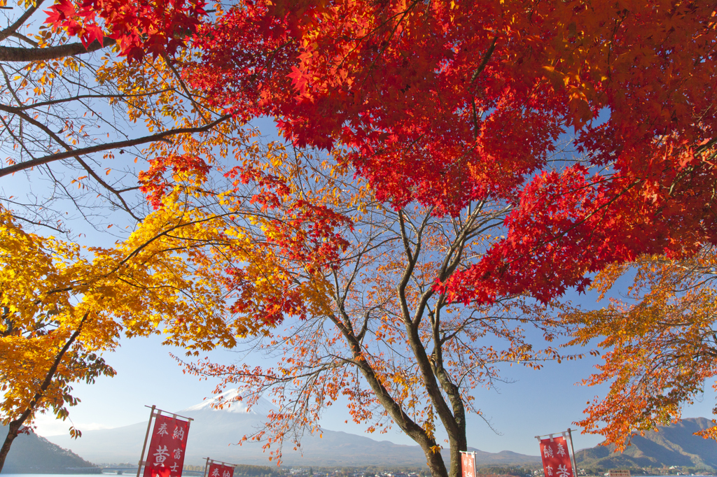 紅葉見頃な河口湖町