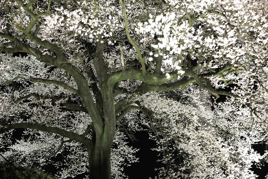 わに塚の桜　ライトアップ 