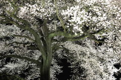 わに塚の桜　ライトアップ 