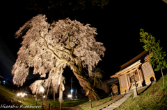 船魂神社の桜　ライトアップ②