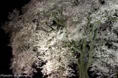 わに塚の桜　ライトアップ①