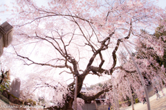 麻績の里 舞台桜①