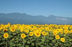 北杜市明野のひまわり畑