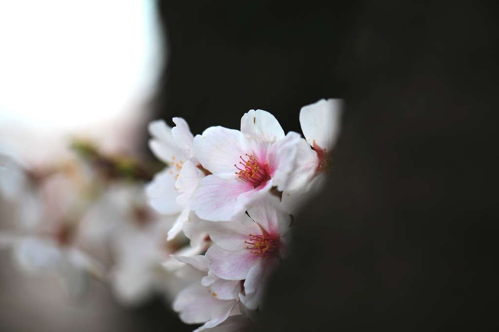 木陰に咲くサクラ