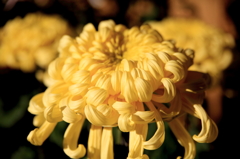 菊