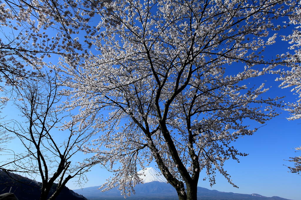 富士山と桜