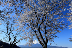 富士山と桜