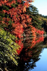 白駒池と紅葉