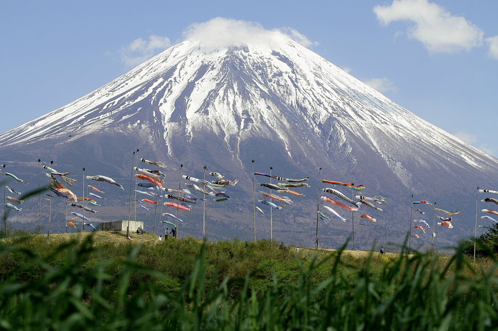 草むらからの富士山と鯉のぼり