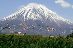 草むらからの富士山と鯉のぼり