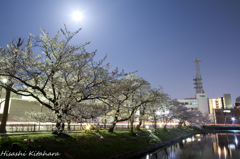 月明かり下の桜並木