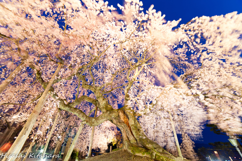 麻績の里 舞台桜　ライトアップ③