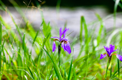 花菖蒲