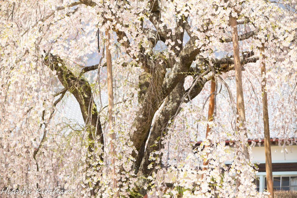 桜と校舎