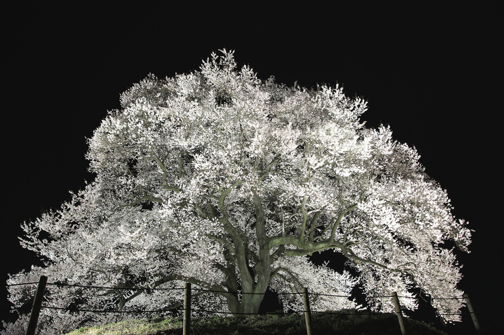 わに塚の桜　ライトアップ 