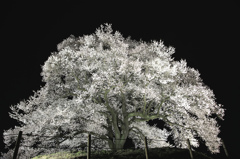 わに塚の桜　ライトアップ 