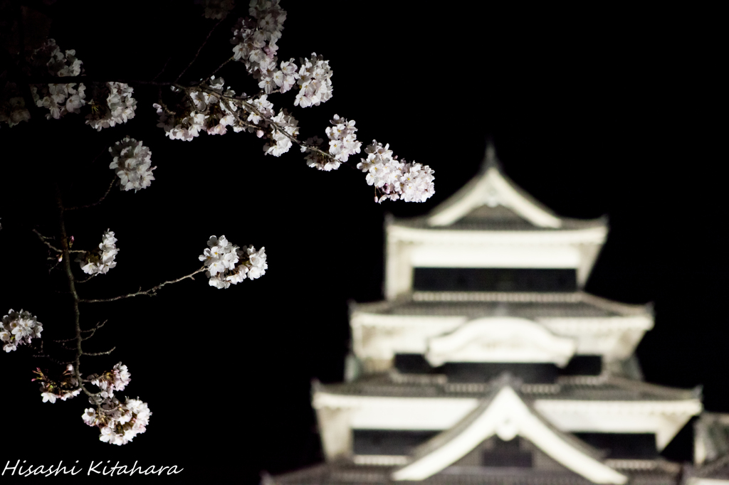 桜と松本城