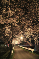 横河川沿いの桜ライトアップ