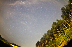 星空と木々