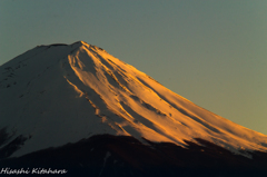 Gold Fuji