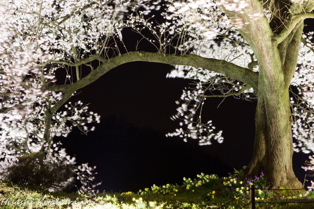 わに塚の桜　ライトアップ④