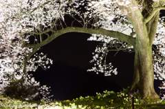 わに塚の桜　ライトアップ④