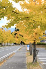 イチョウ並木