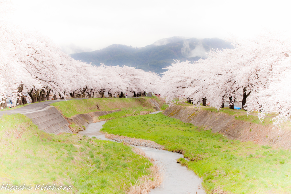 横河川桜並木①