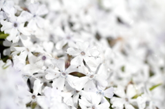 水滴と芝桜